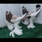 طبتين نفاخ مسوبع