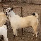 تيوس فحول صنف للبيع