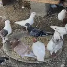 حمام مشكل فرنسي وزاجل وحب رمان