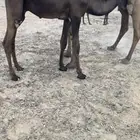 قعود مجهم فل شحم