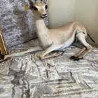 غزال محنط للبيع