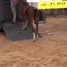 نقل خيل من القصيم الى المدينة وضواحيها