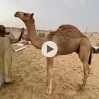 قعود للبيع