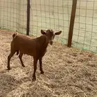 جميع انواع الذبائح متوفر حري سواكني تيوس محايلي يتوفر توصيل