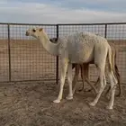 حشو باتليه كفوو للبيع قعدان