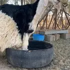 للبيع خروف نجدي صنف مشروع فحل