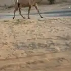 للبيع شعلا رباع خفوت