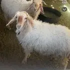 الضحيتين خروف ورخله. بشهر السابع