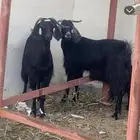معزا وتيس