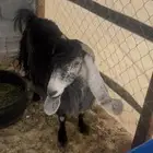 معزاء