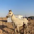 حصان شعبي بطل