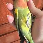 روز للبيع   اليف.