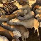 ذبايح رفيدي (خرفان)