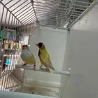 ماشاءالله جوز قولدن منتج