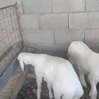 طليان