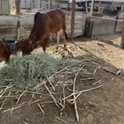 ثور للبيع