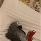 كاسكو سوبر جانبو