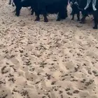 عرض فاخر لعشاق الزين معزاء موليد صنف