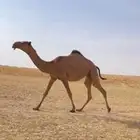 البكره الكفو