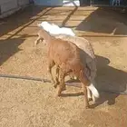 للبيع طليان سواكن مرابي شرط طليان فاخره