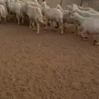 للبيع غنم حريات حرش صنف فواخر