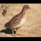 سمان حي خدج