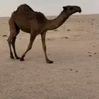 بكره صفرا كفو