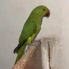 ببغاء دره