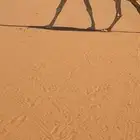 عشراء اغيثيه