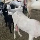 للبيع معزا مراح واحد