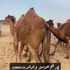 بكار لقحات