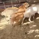 لللبيع طليان رفيد العدد 6