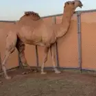 قعود كفوو فحل  اشقح