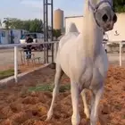 للبيع حصان واهو حفيد انسانا  حليم شاه