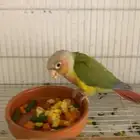 زوج كنيور اناناس رد فاكتور منتج