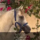 حصان اوراق جميل