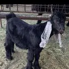 تيس عارضي