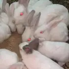 ارانب فرنسي