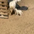 حريه معها رخل وخروف