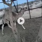 قعود عمره 4 شهور شحم وعلى حليب أمه