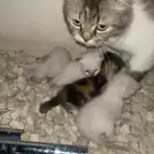 قطة معها صغارها