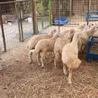 رخال