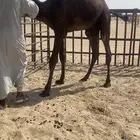 قعود فاخر فل شرط