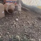 دجاجه برهما