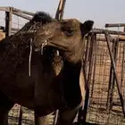 للبيع بكرة مفروده صفراء