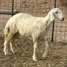 رخل حريه معلقه شحم
