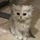 بسة صغيرة للبيع