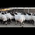 غنم نعيم مراح للبيع