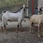 فحل بيشي صنف الصنف للبيع