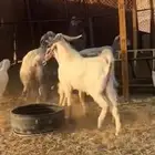تيس فحل